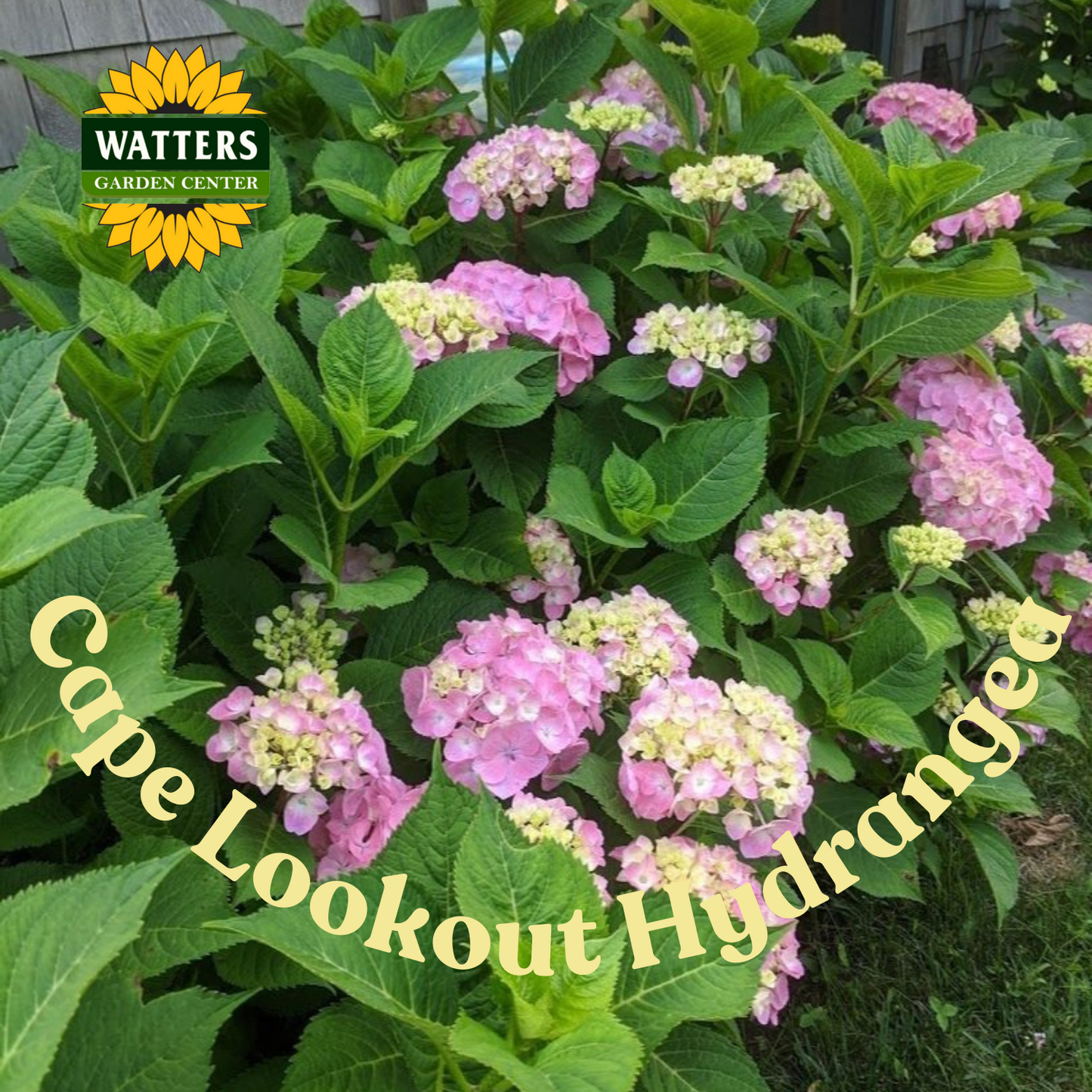 Seaside Serenade Cape Lookout Hydrangea