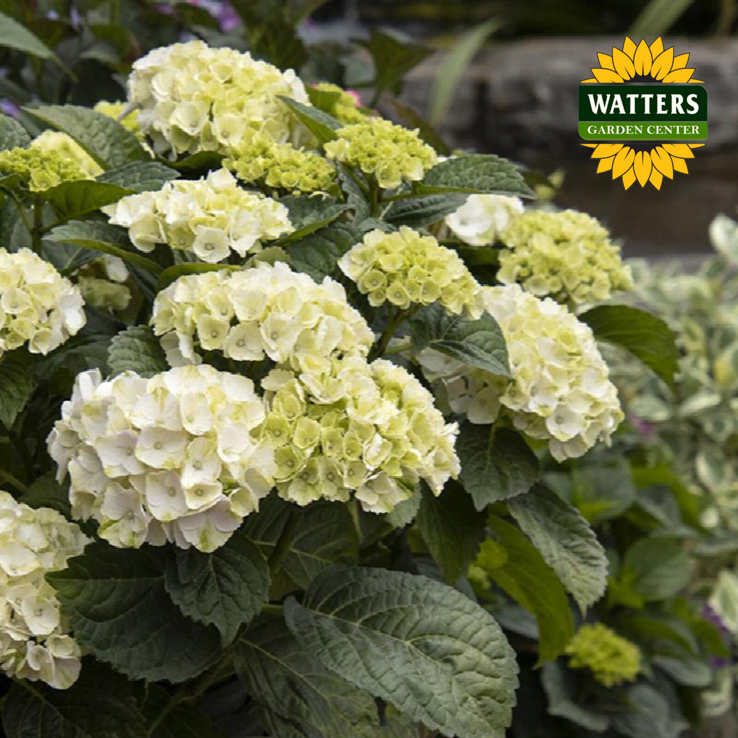 Seaside Serenade Cape Lookout Hydrangea