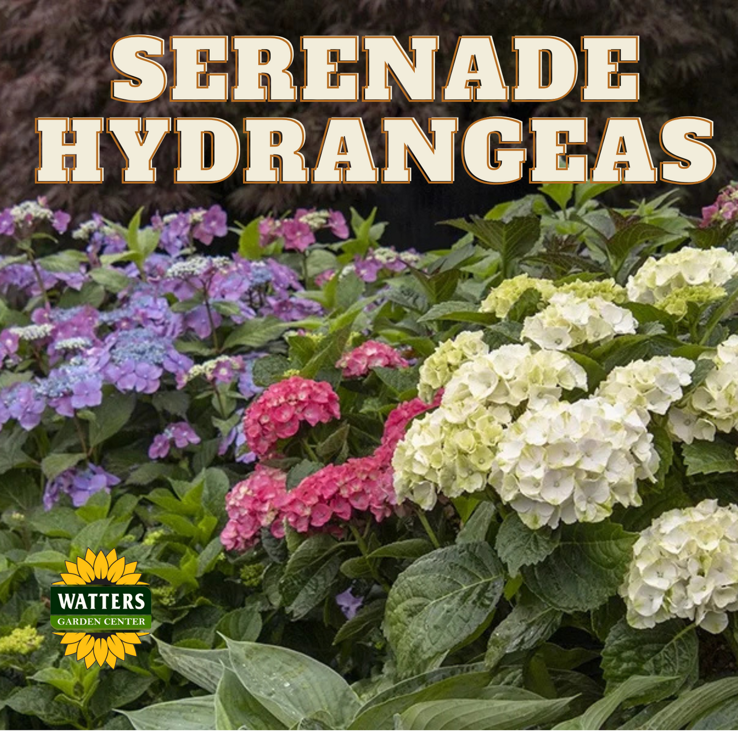 Seaside Serenade Kitty Hawk Hydrangea