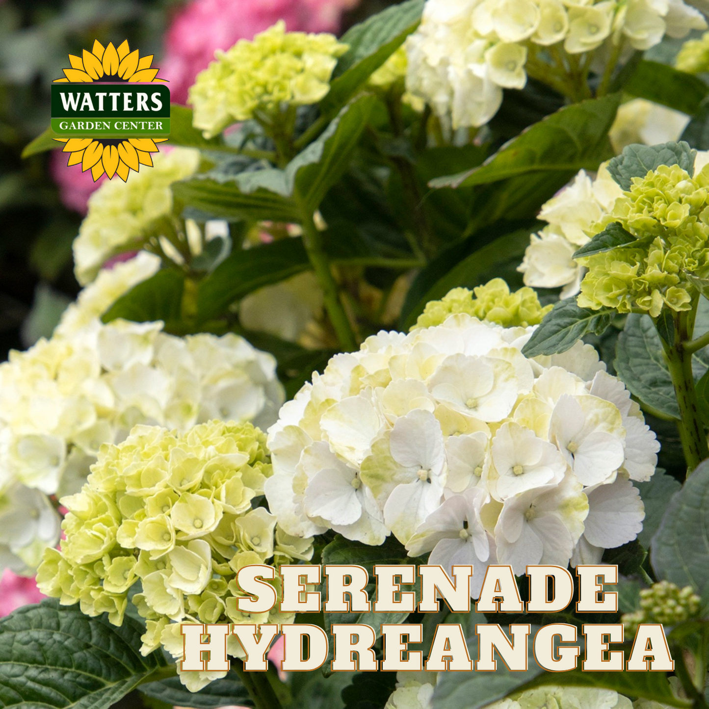 Seaside Serenade Cape Lookout Hydrangea
