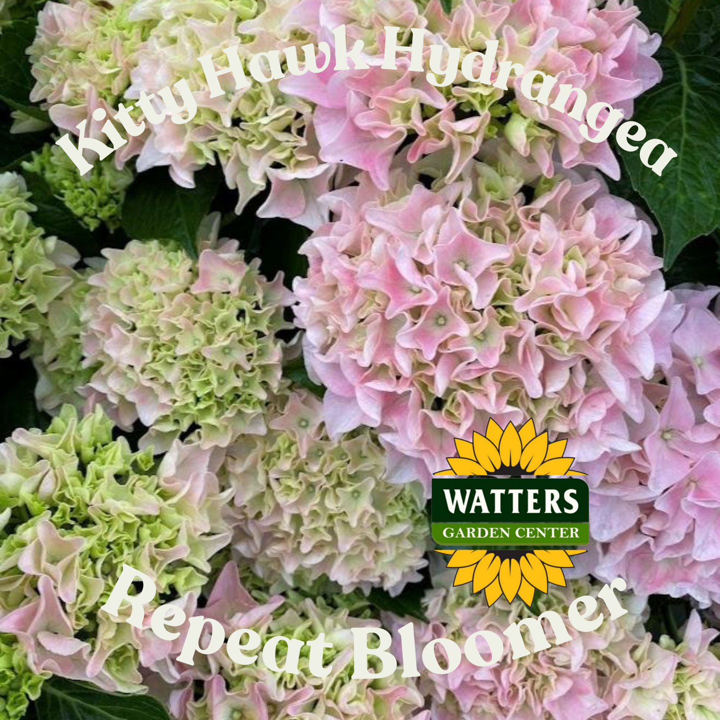Seaside Serenade Kitty Hawk Hydrangea