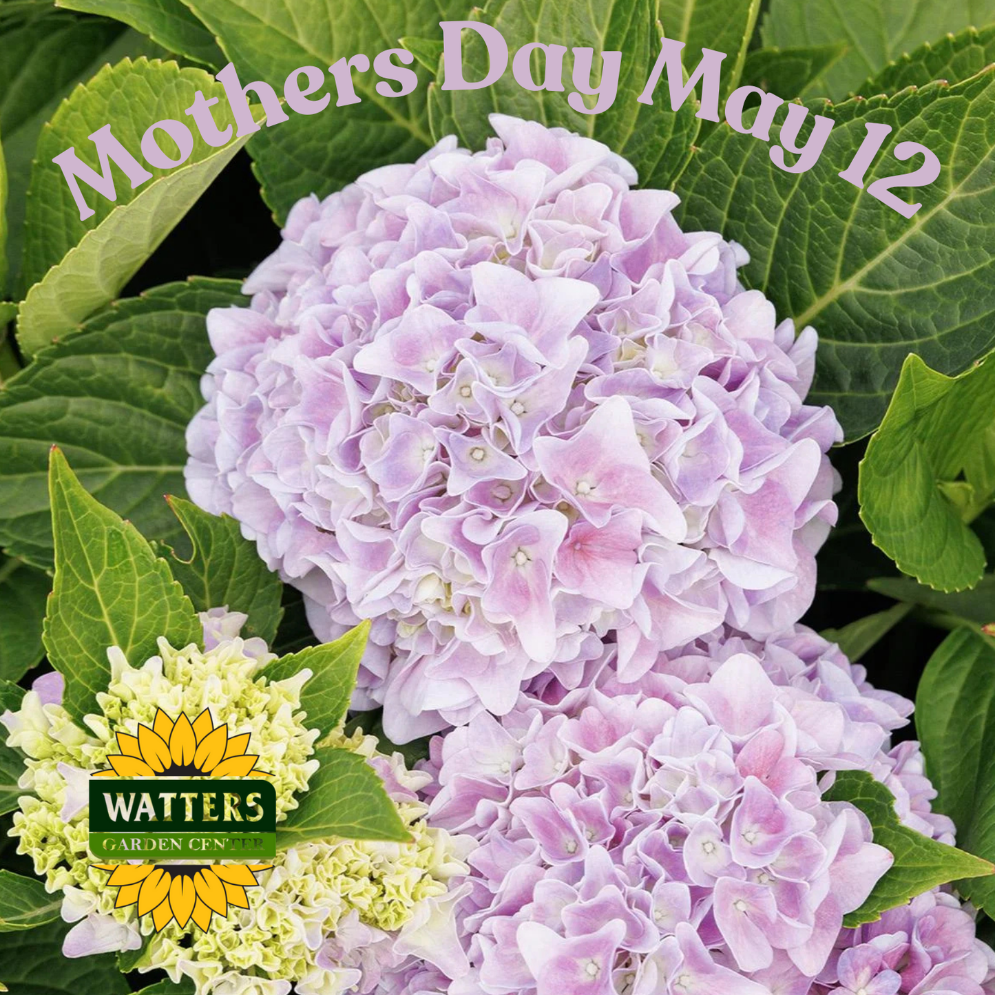 Seaside Serenade Kitty Hawk Hydrangea