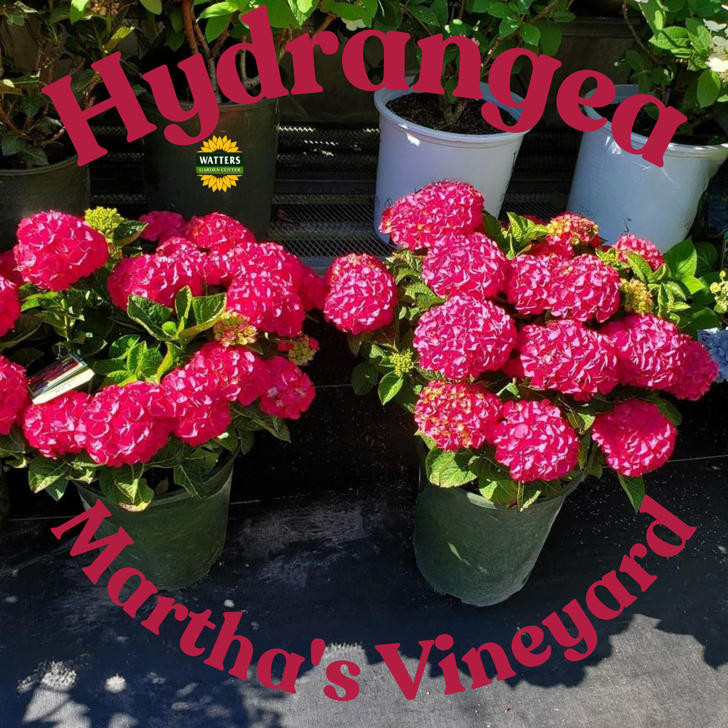 Serenade Marthas Vineyard Hydrangea