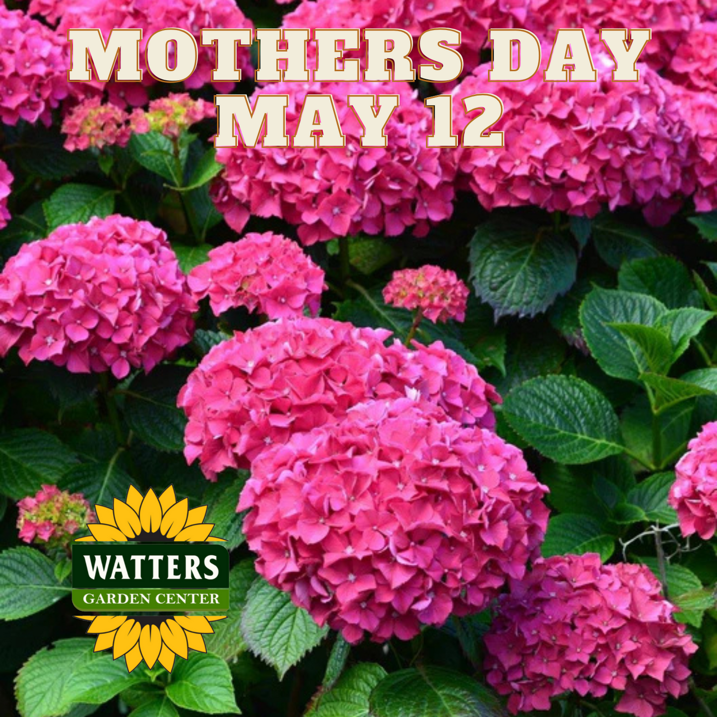 Serenade Marthas Vineyard Hydrangea