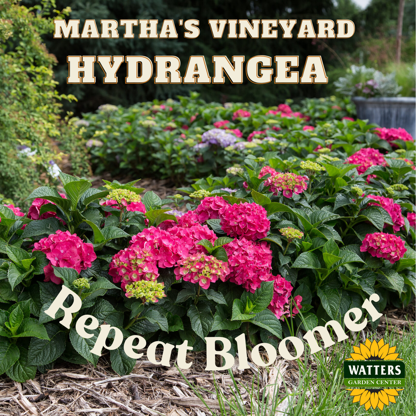 Serenade Marthas Vineyard Hydrangea