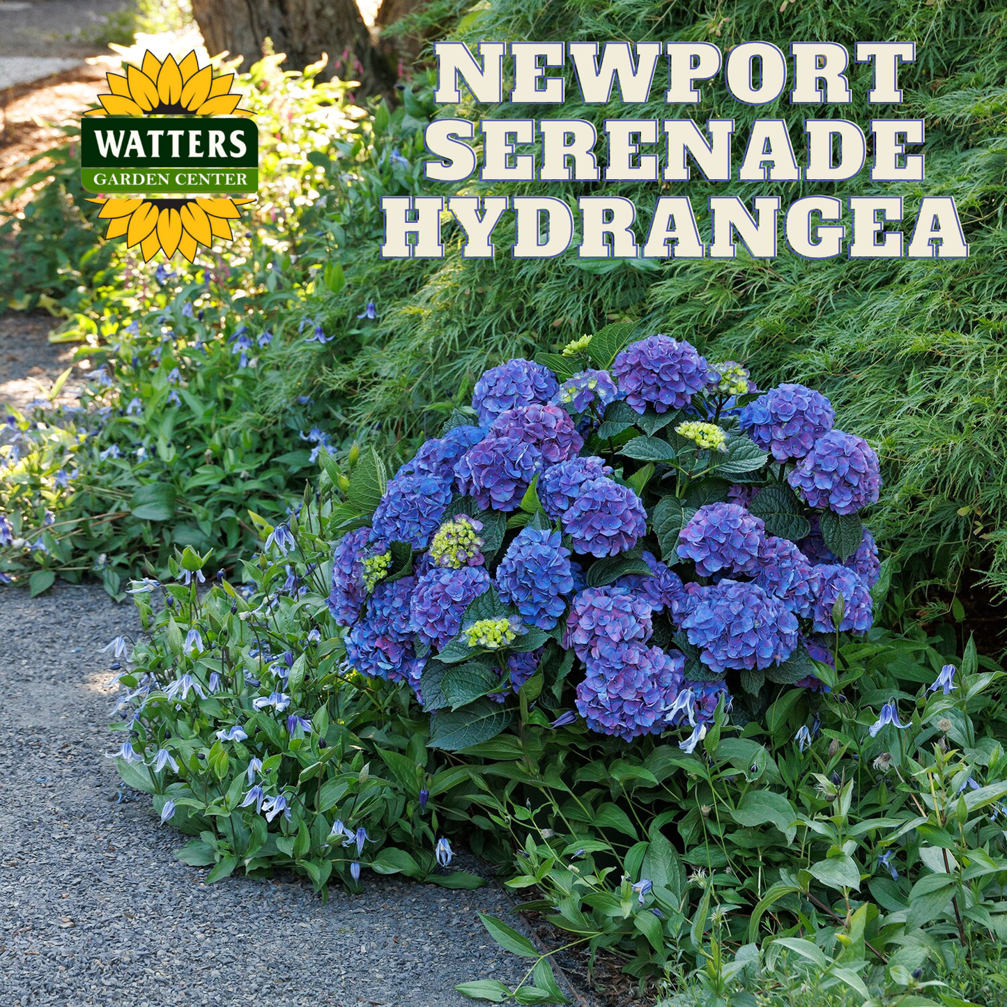 SEASIDE SERENADE NEWPORT HYDRANGEA 5gal