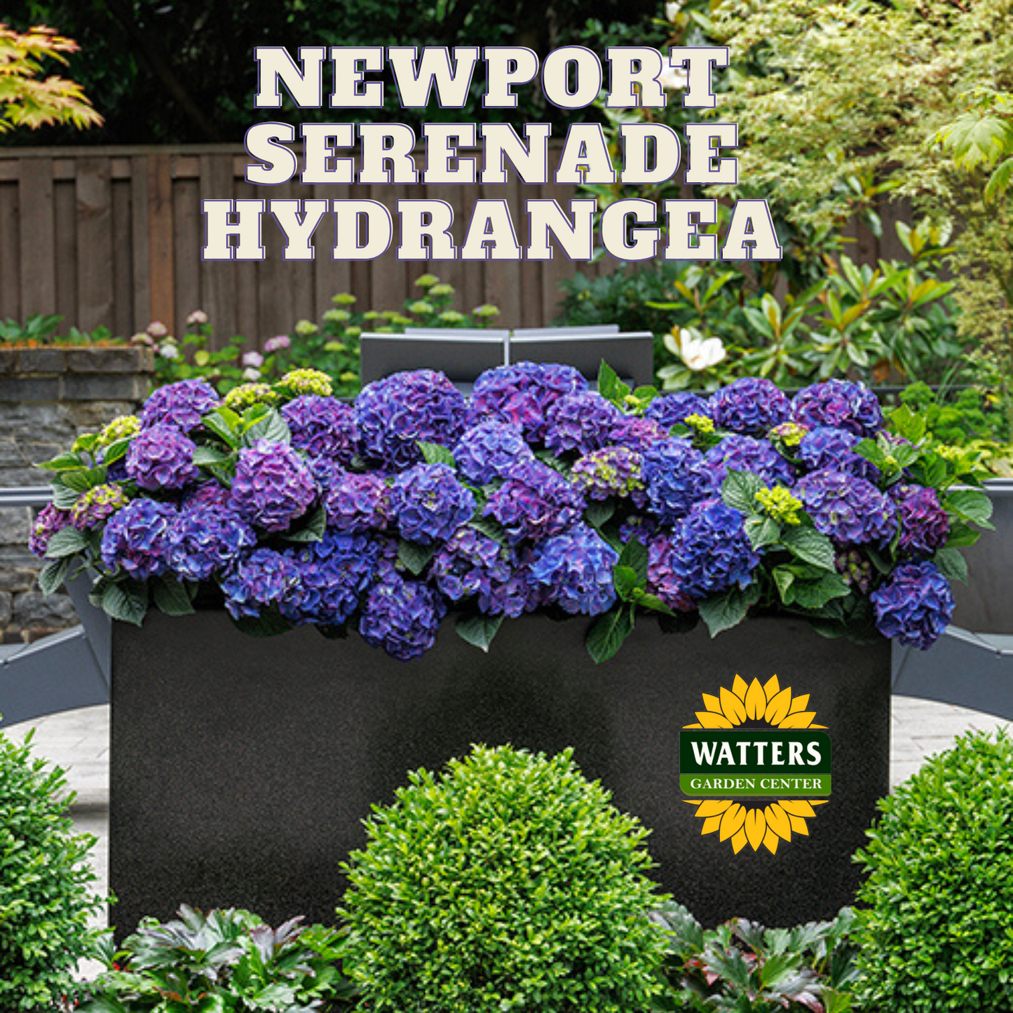 SEASIDE SERENADE NEWPORT HYDRANGEA 5gal
