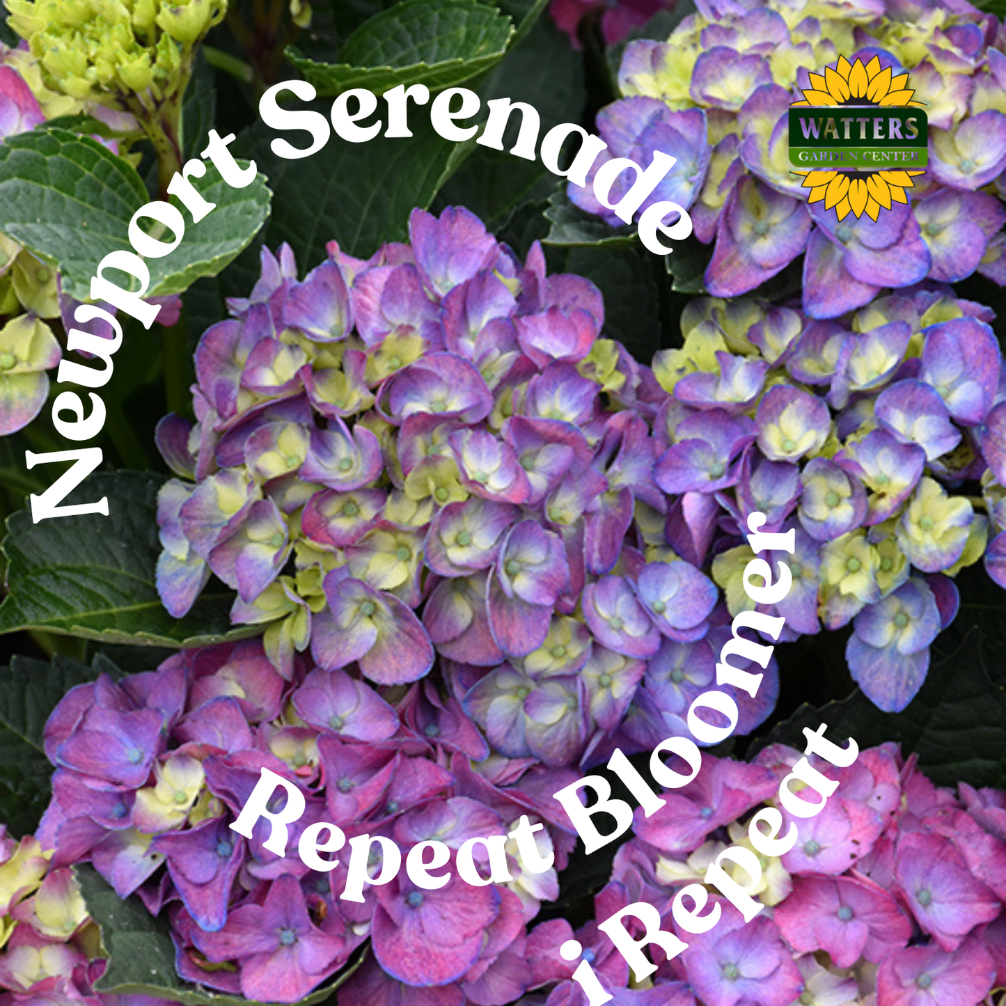 SEASIDE SERENADE NEWPORT HYDRANGEA 5gal