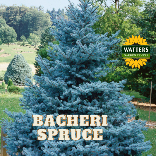 BACHERI SPRUCE TREE 5gal