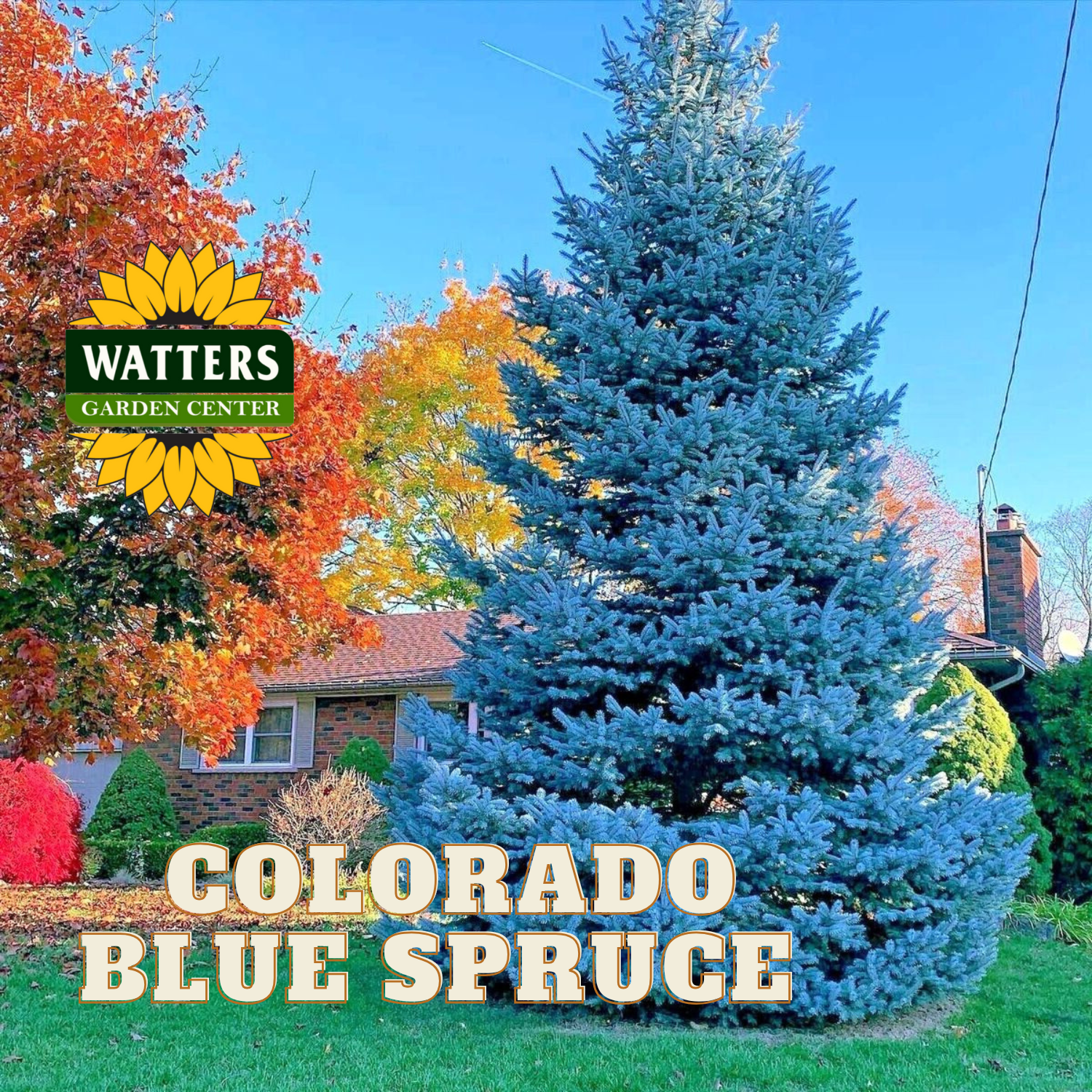 BONNIE BLUE SPRUCE 10gal – Watters Garden Center