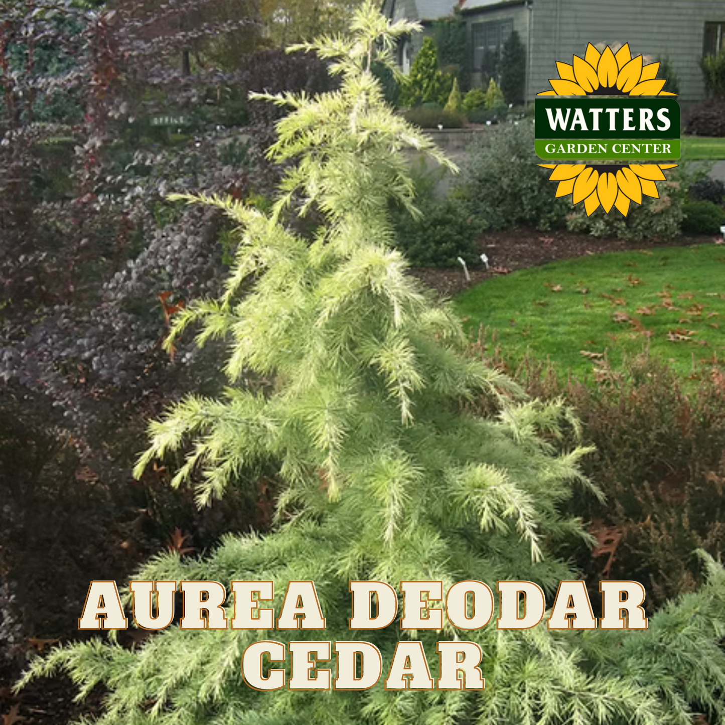AUREA GOLD DEODAR CEDAR TREE 10gal