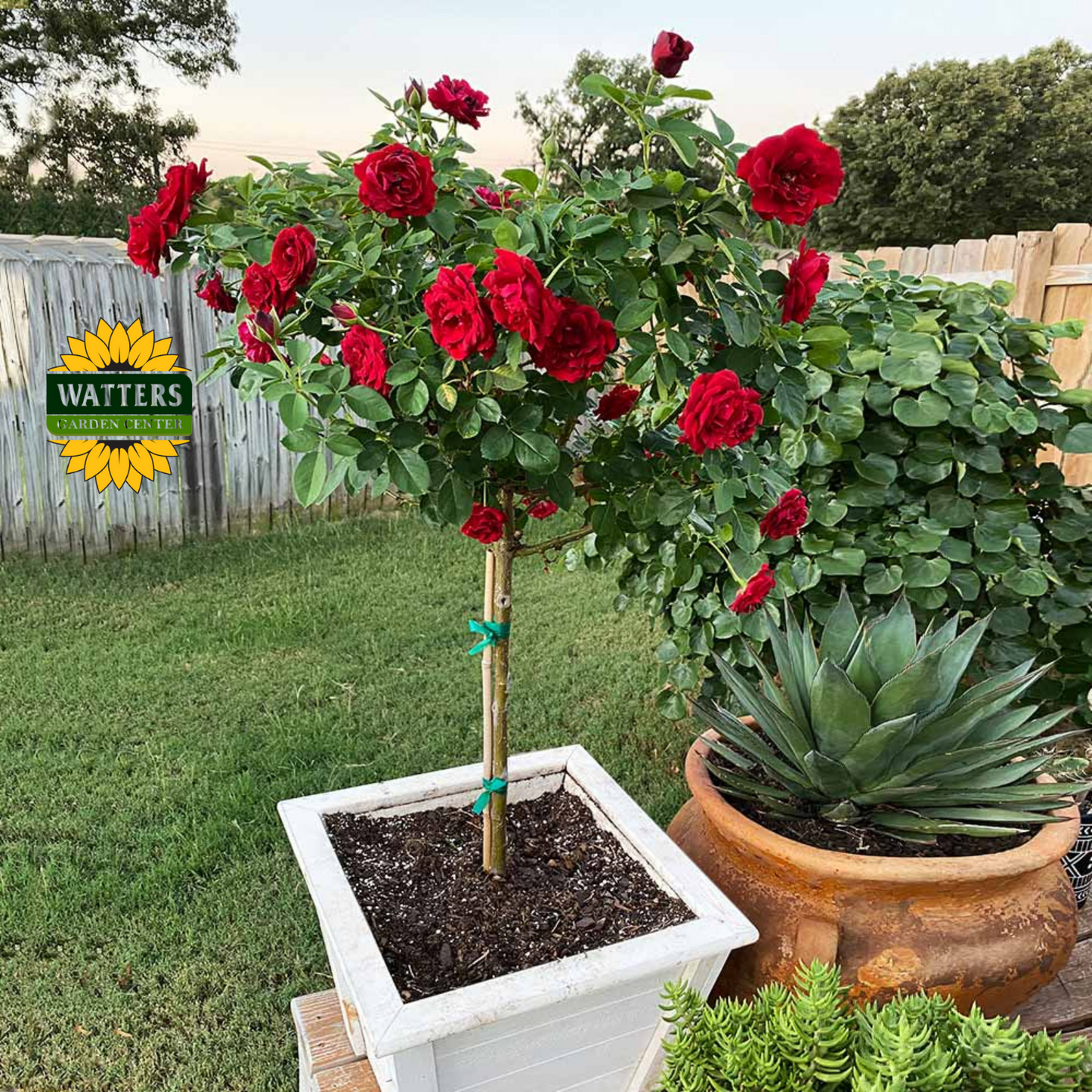 DANCING IN THE DARK ROSE 3gal