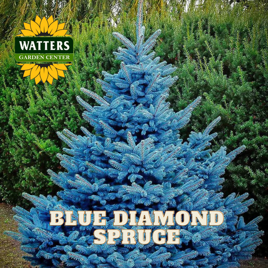 BLUE DIAMOND SPRUCE TREE 15gal