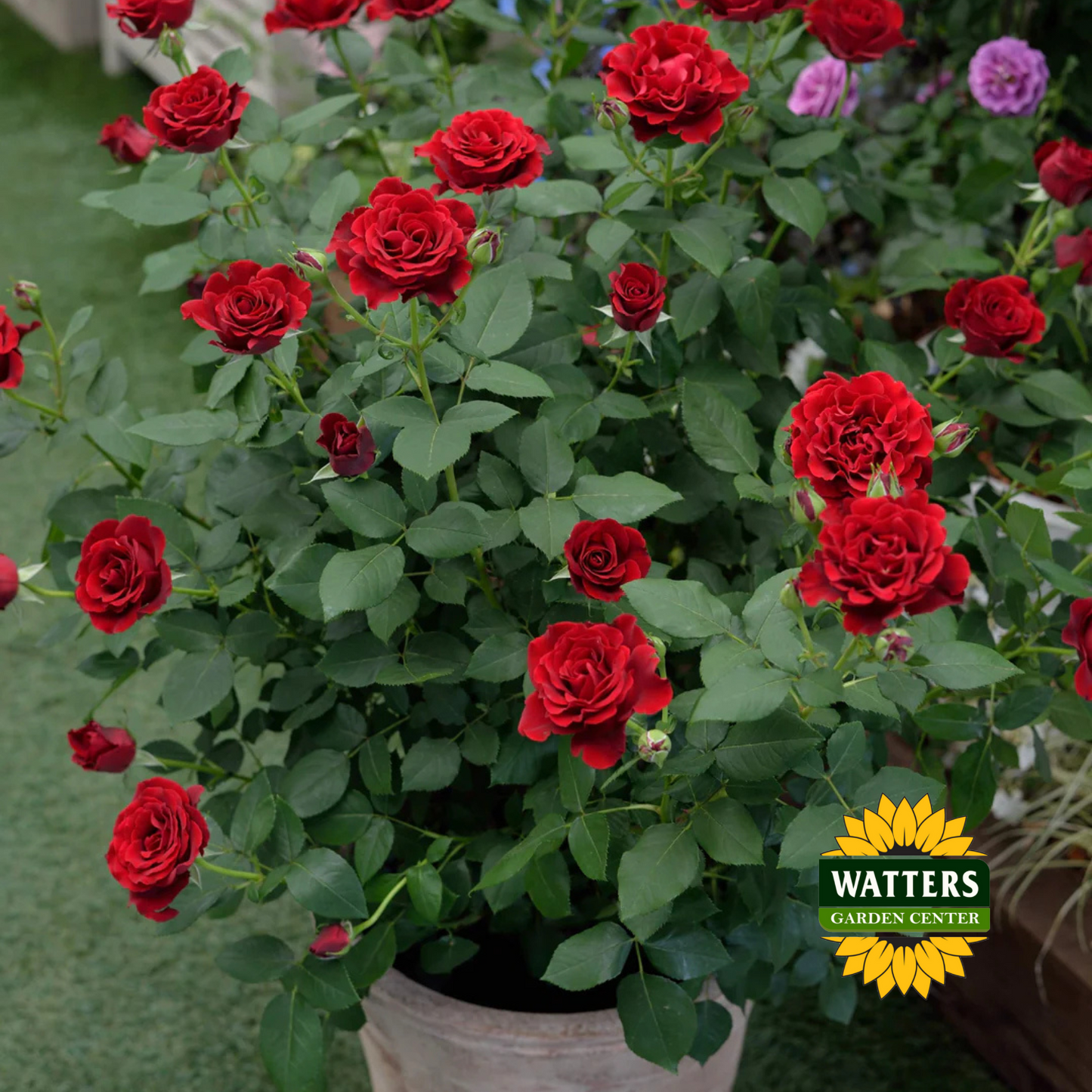 DANCING IN THE DARK ROSE 3gal