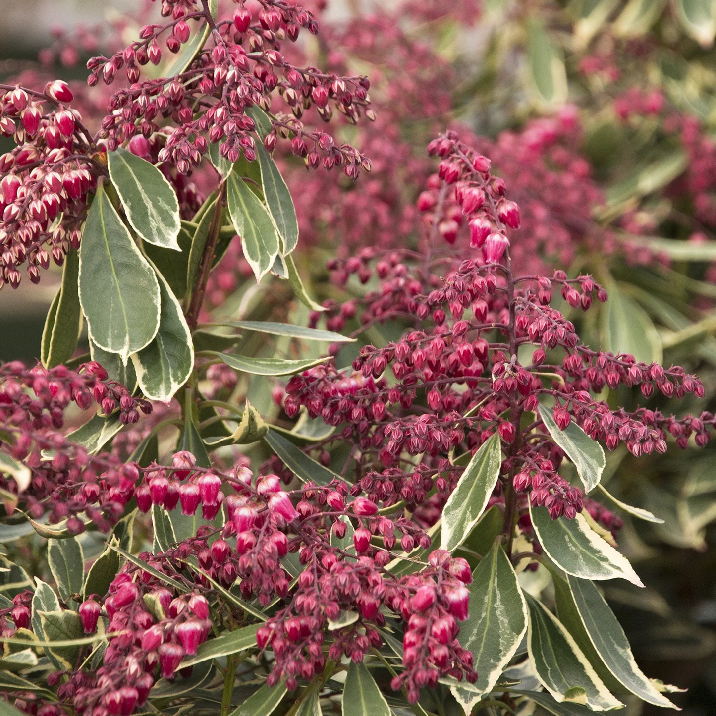 PASSION PARTY PIERIS 5gal