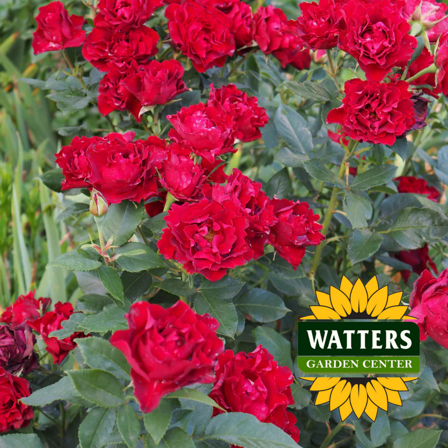 DANCING IN THE DARK ROSE 3gal