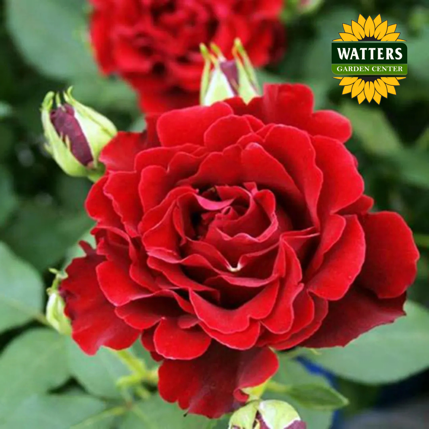 DANCING IN THE DARK ROSE 3gal