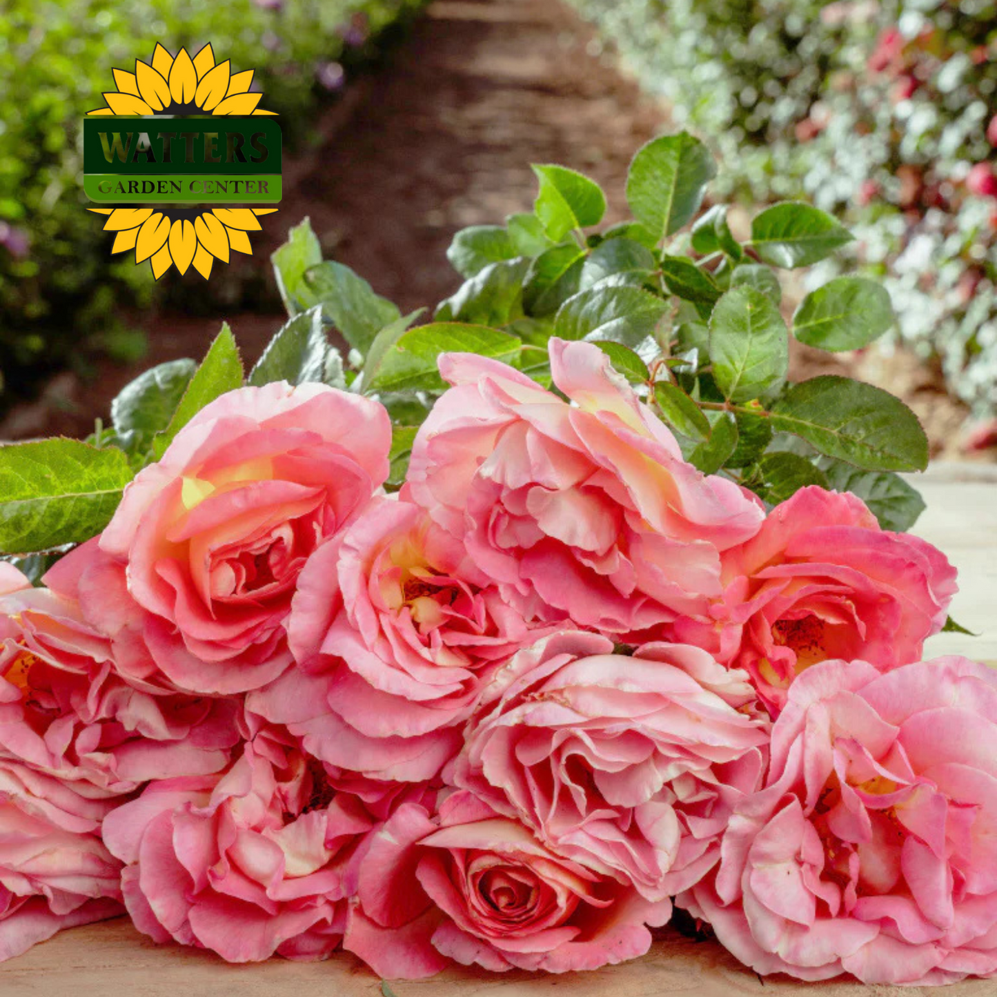 JULIE ANDREWS ROSE