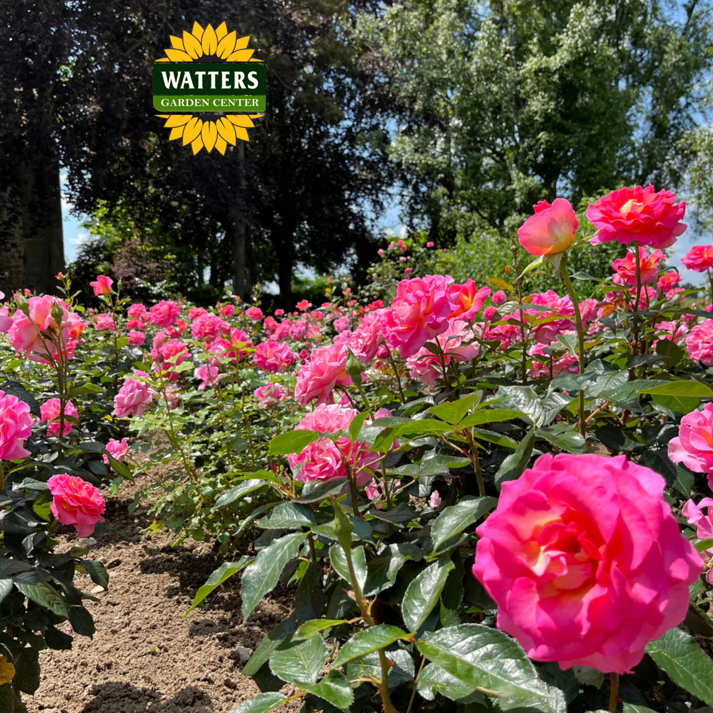 JULIE ANDREWS ROSE