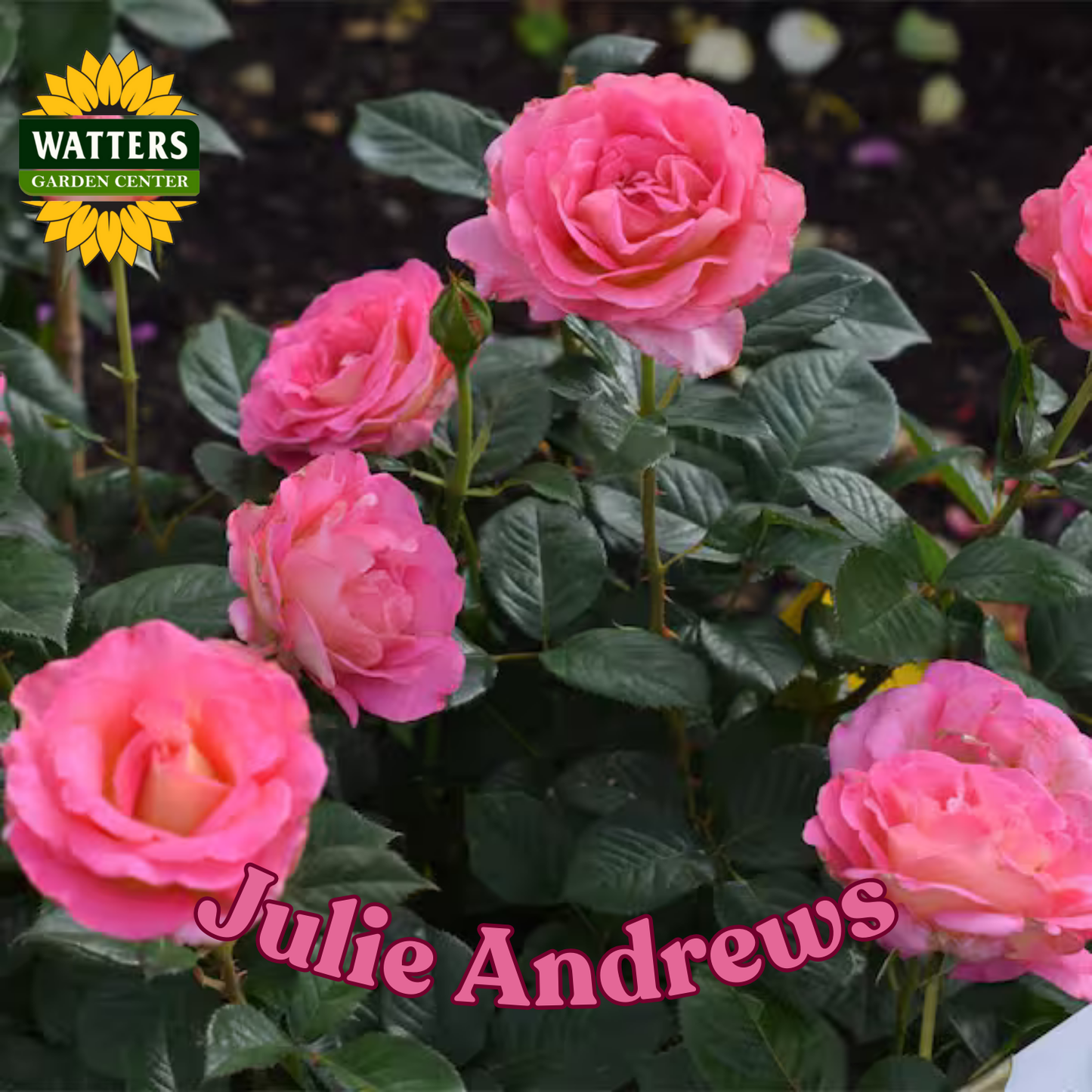 JULIE ANDREWS ROSE