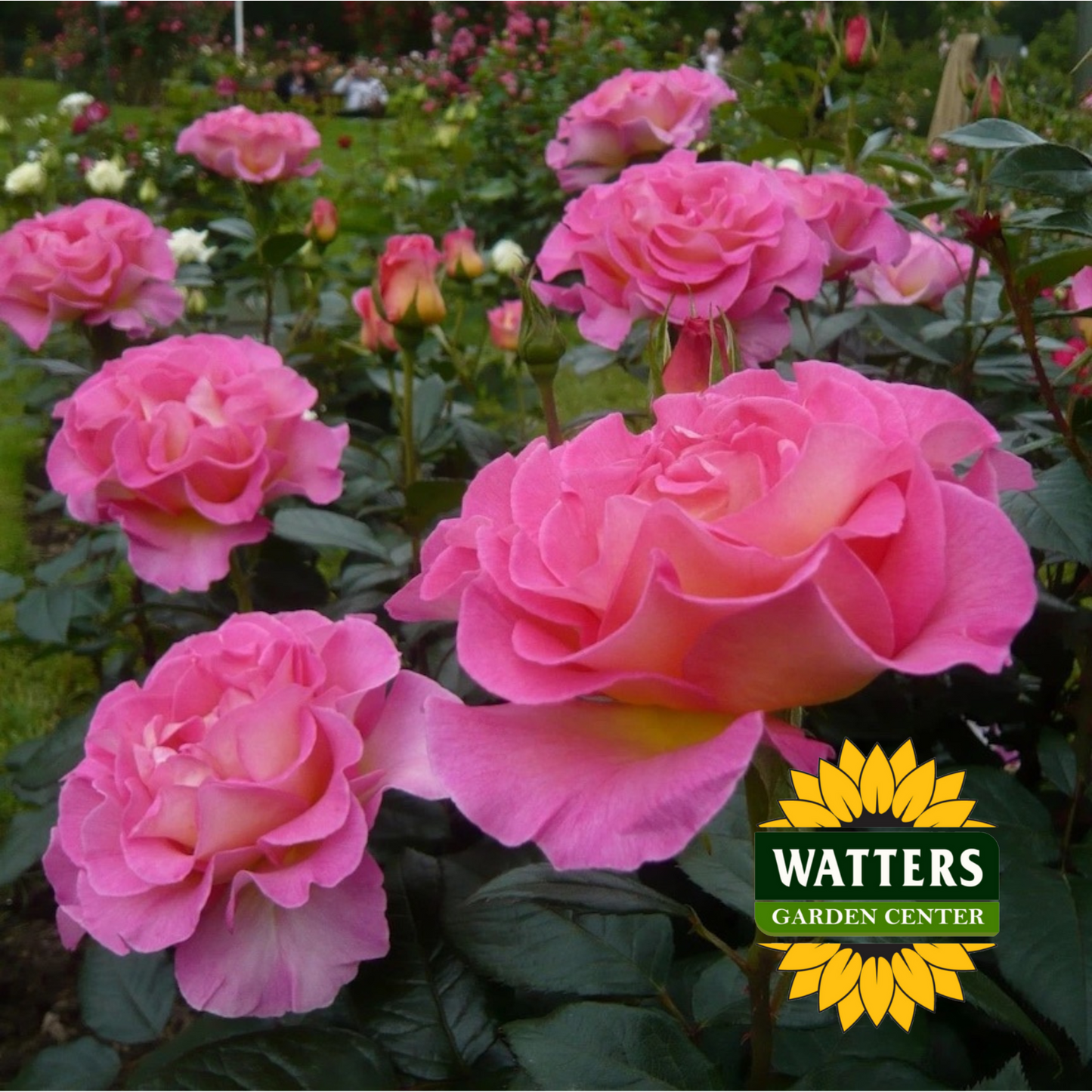 JULIE ANDREWS ROSE