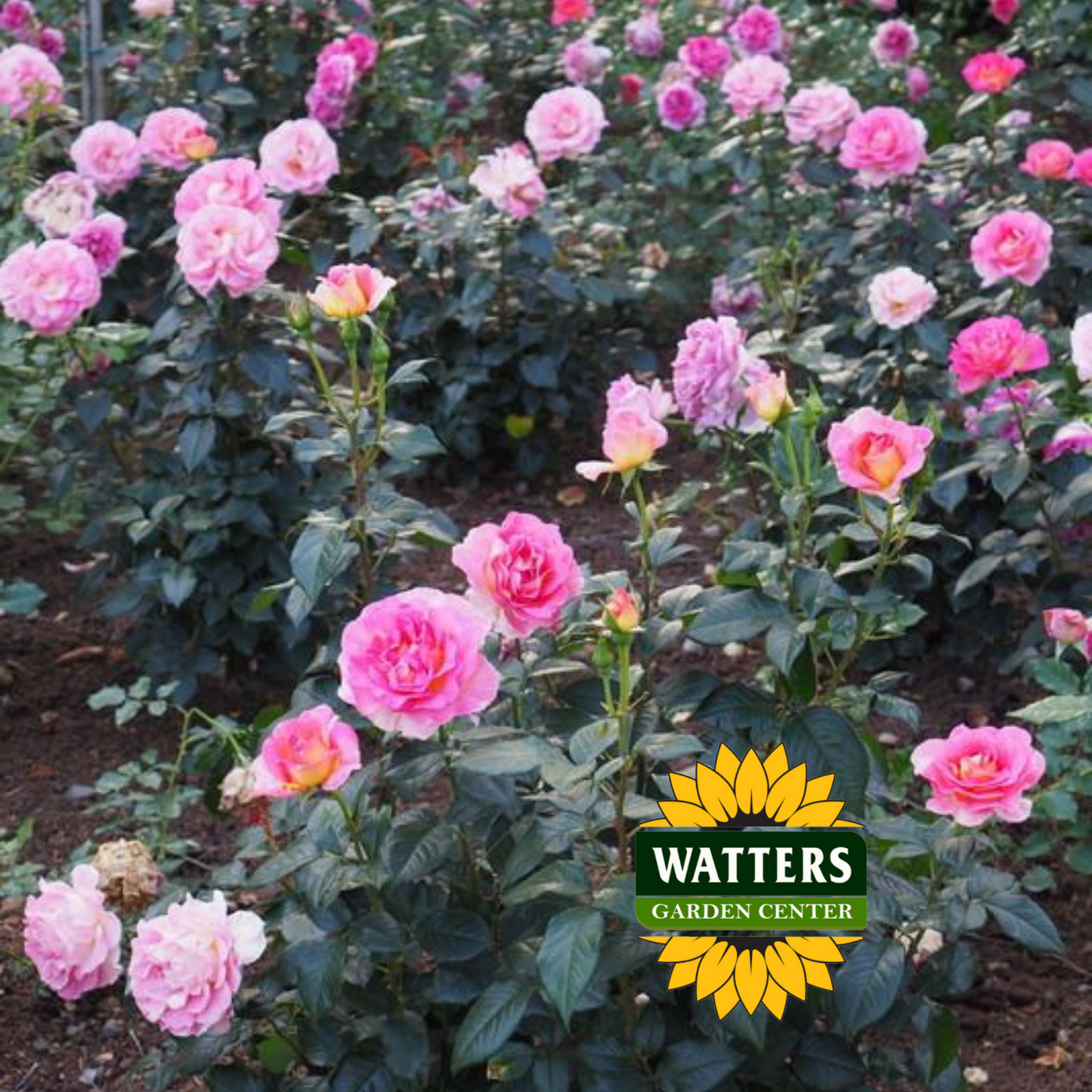 JULIE ANDREWS ROSE
