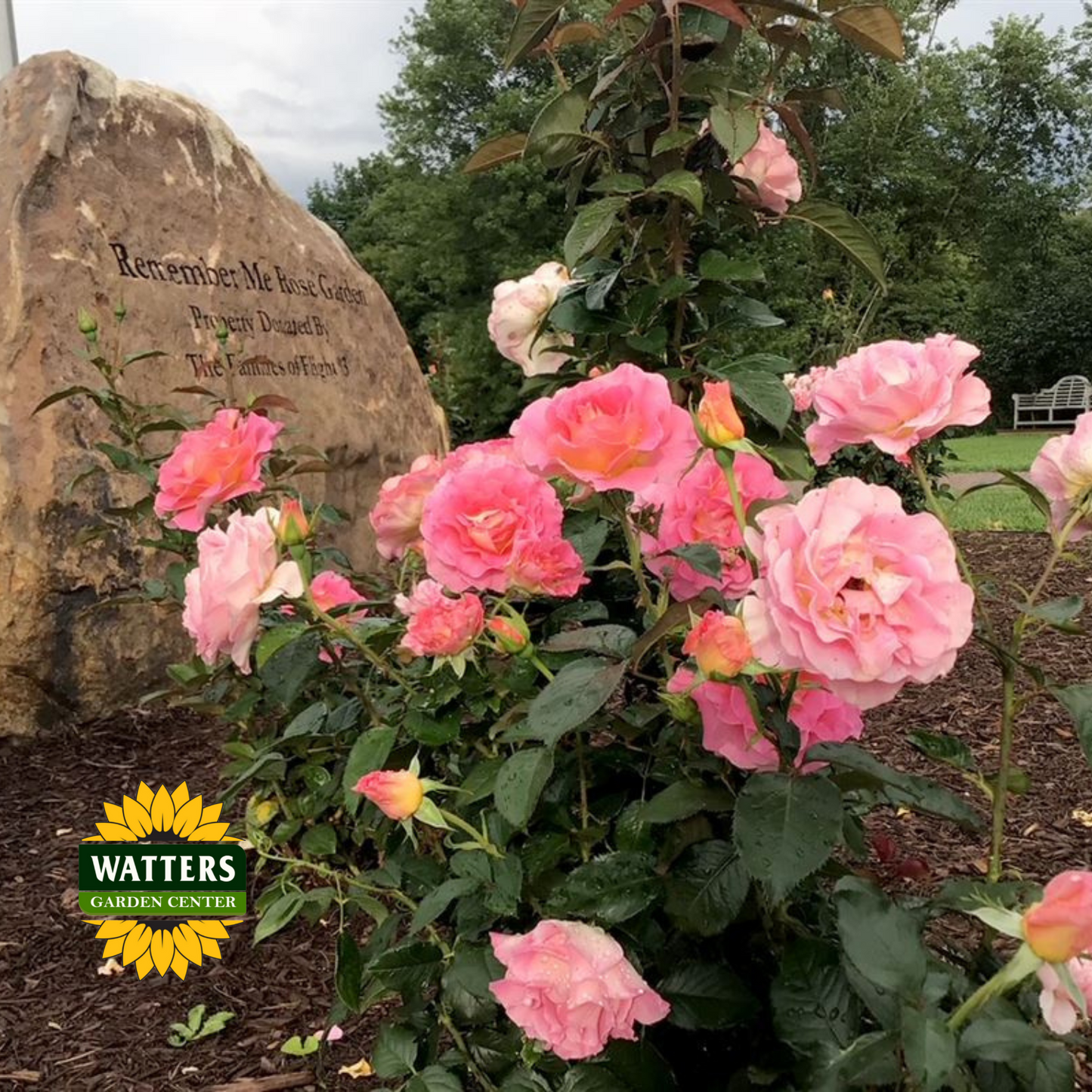 JULIE ANDREWS ROSE