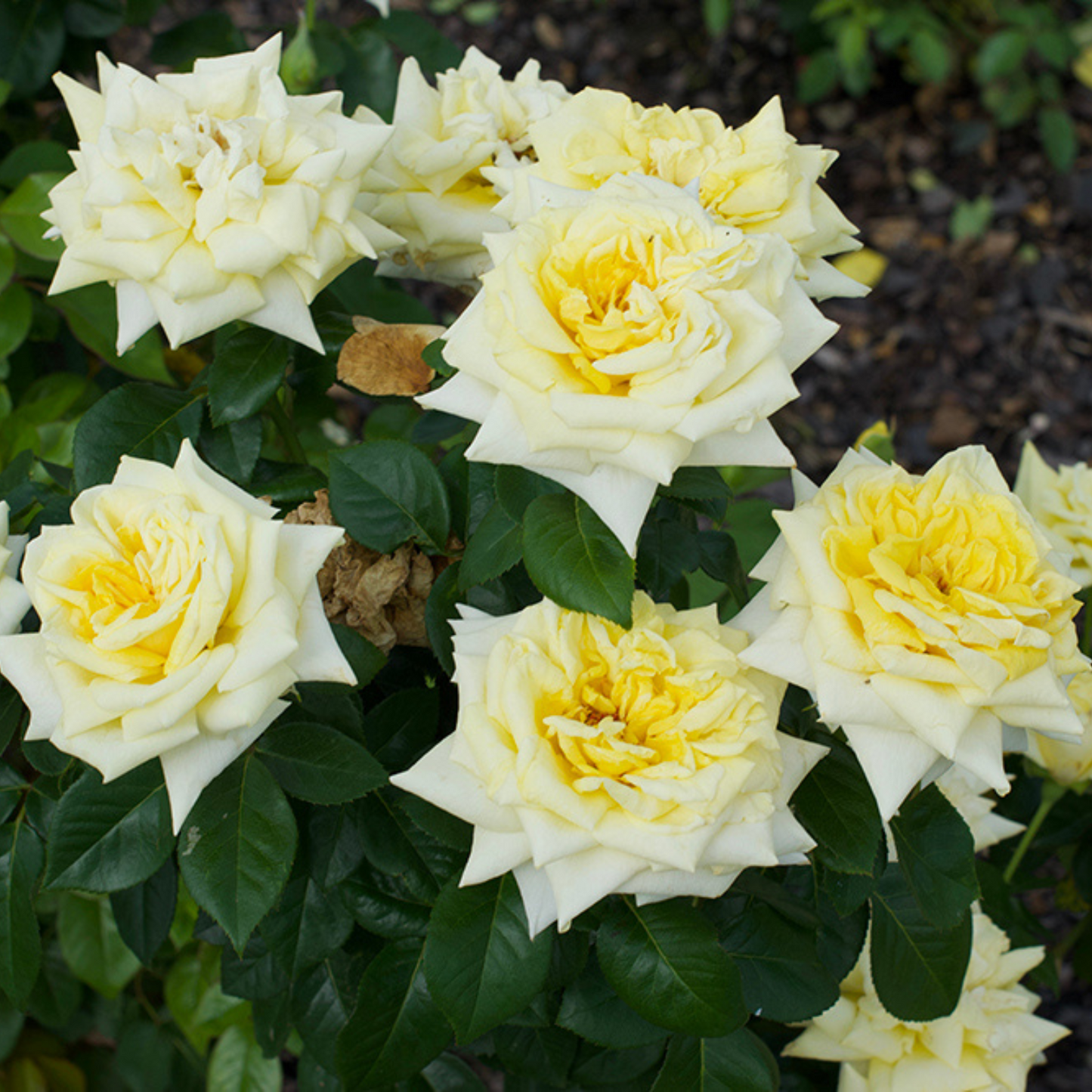 LEMONTINI ROSE