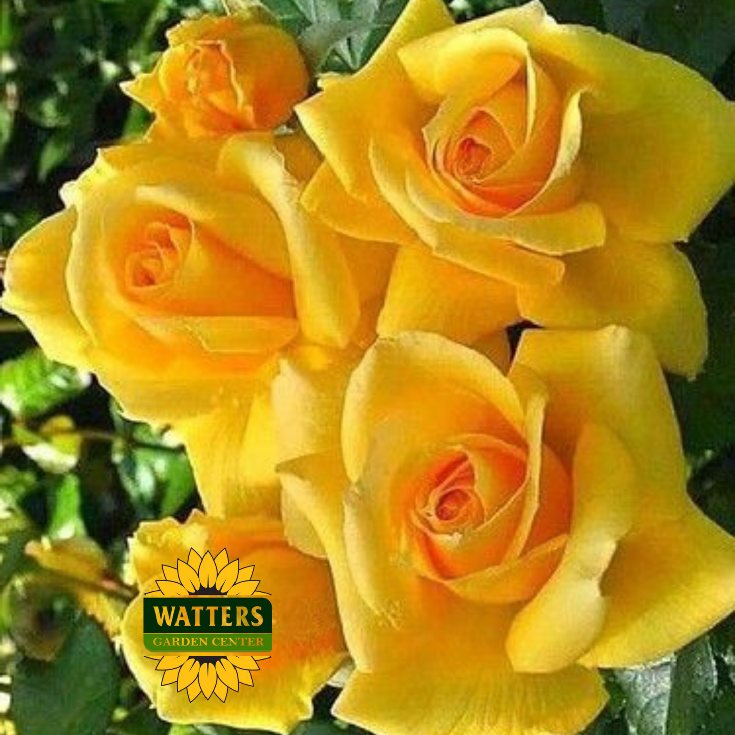 LEMONTINI ROSE