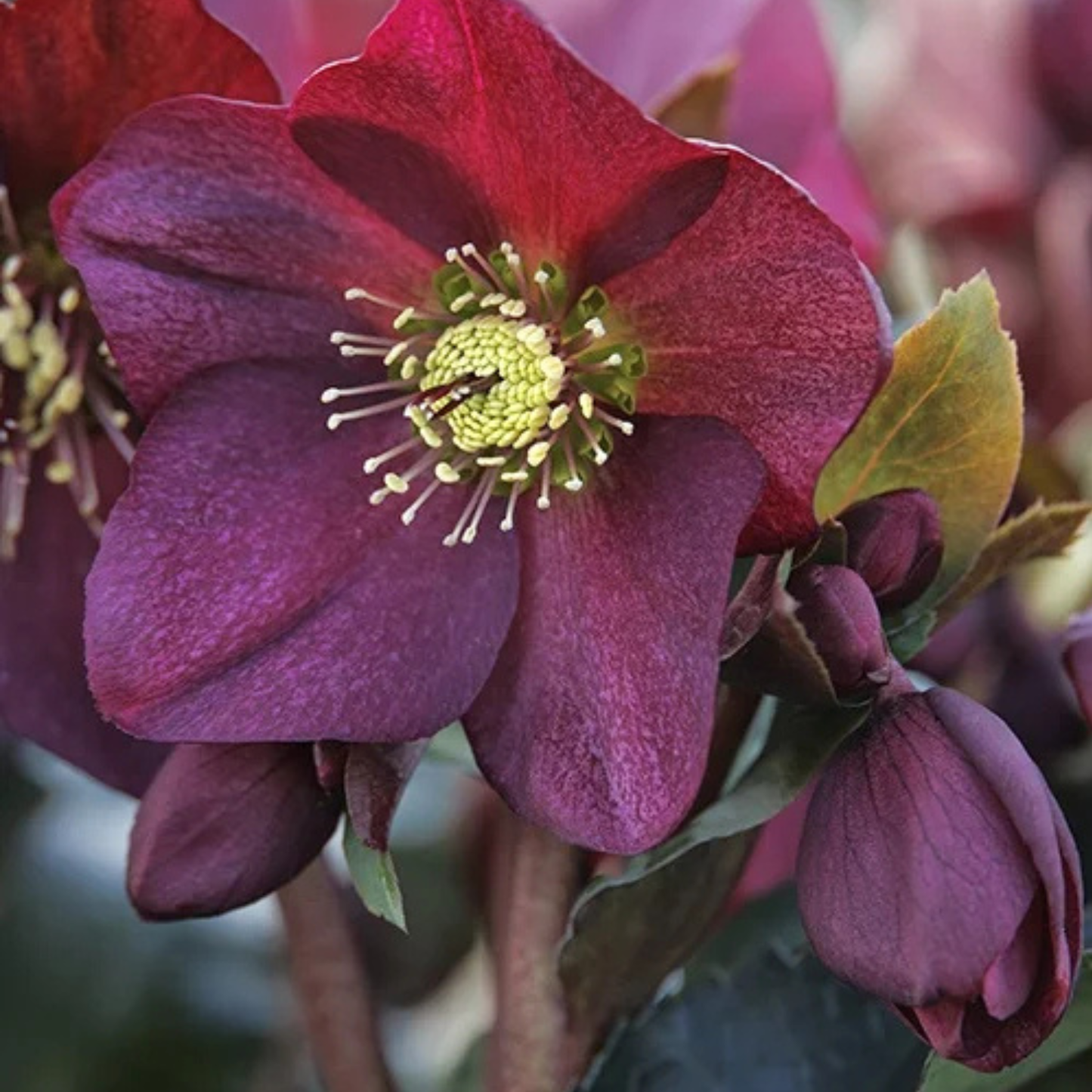 ICE N ROSES RED HELLEBORE 1gal