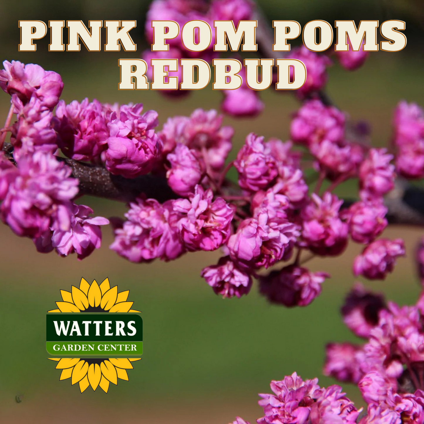 PINK POM POM REDBUD TREE 10gal