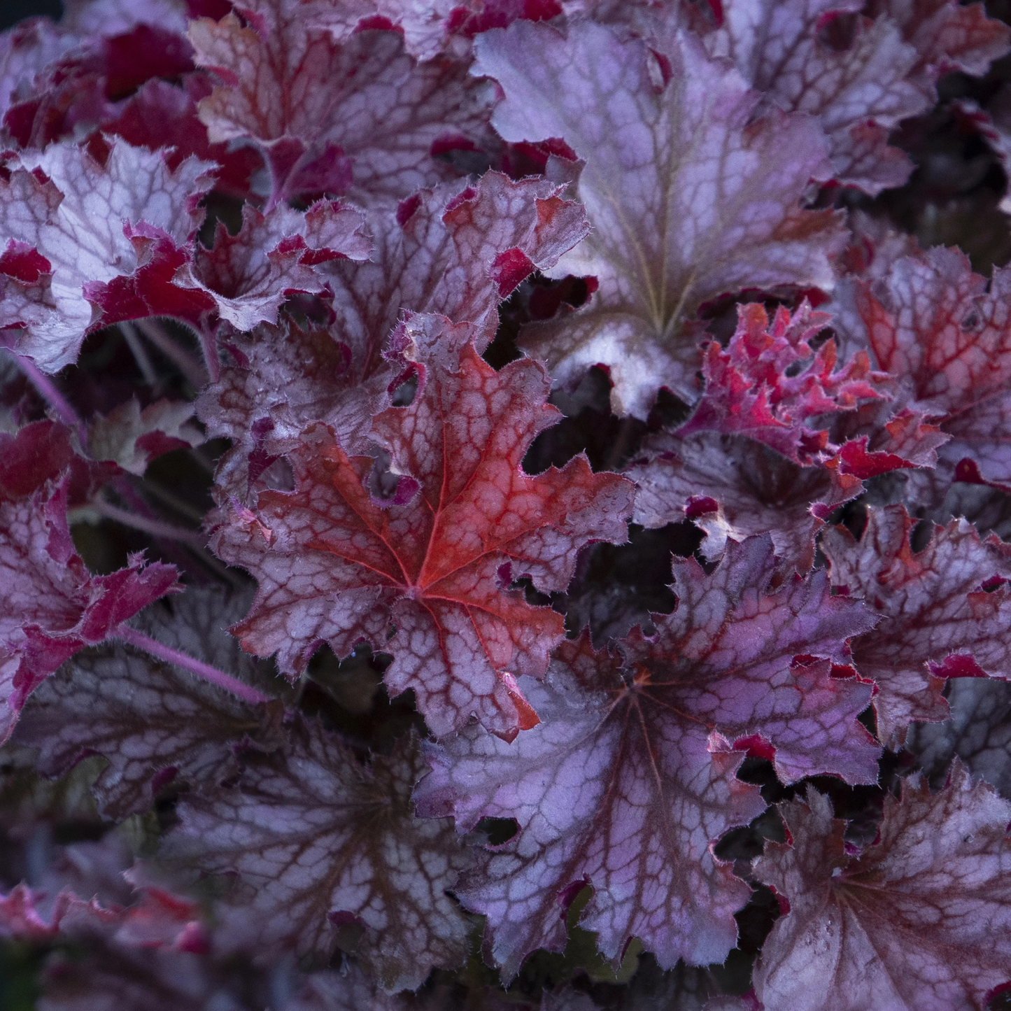 RUBY TUESDAY HEUCHERA 1gal
