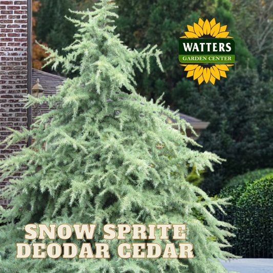 SNOW SPRITE DEODAR CEDAR 6gal