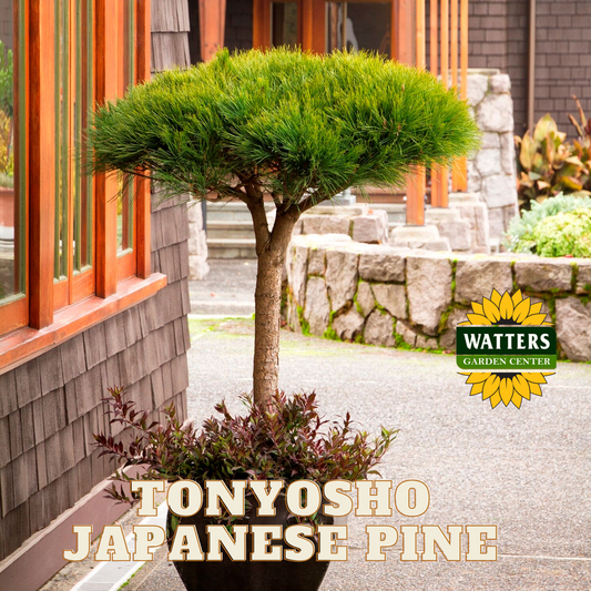 TONYOSHO JAPANESE PINE 10gal