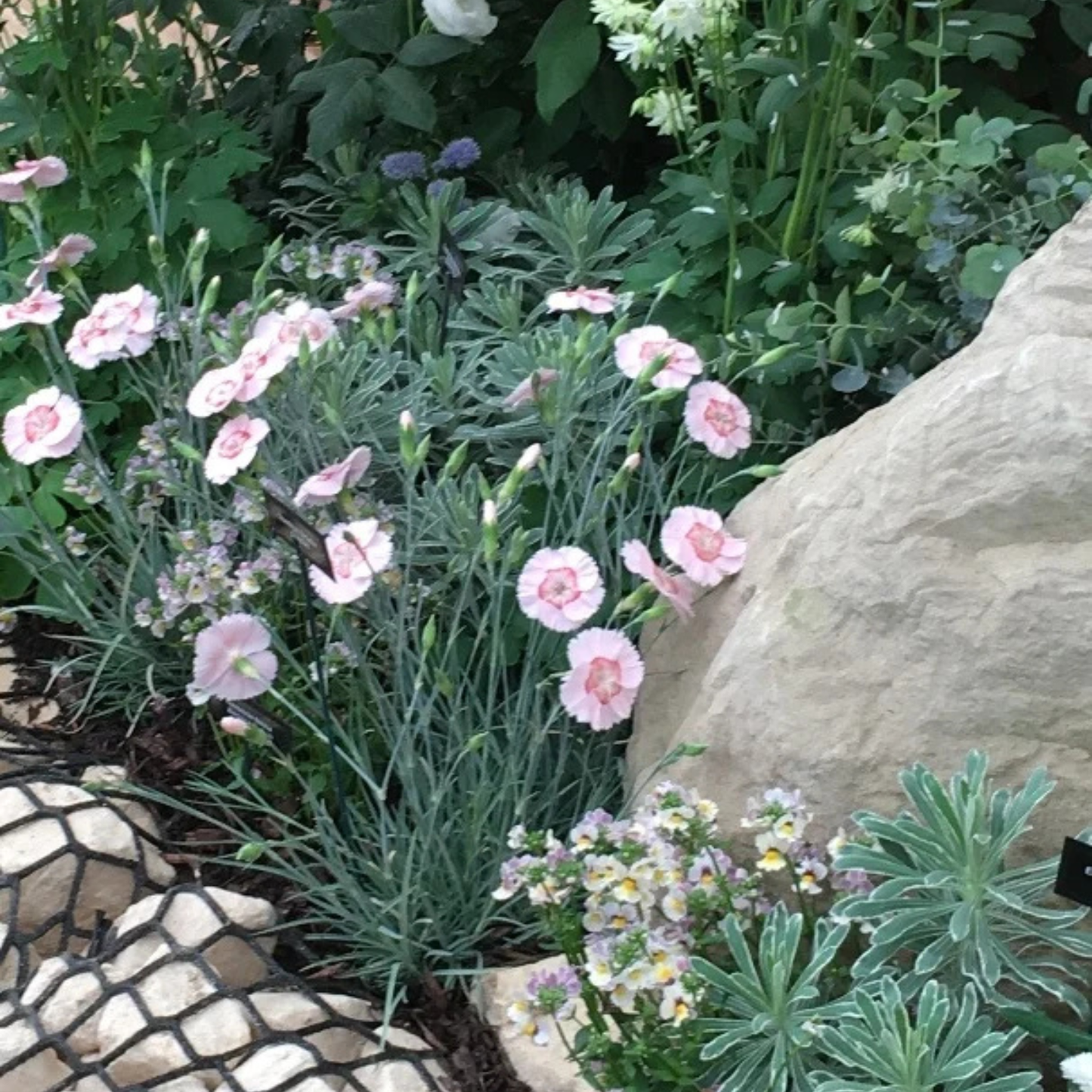 GEORGIA PEACH DIANTHUS 1gal