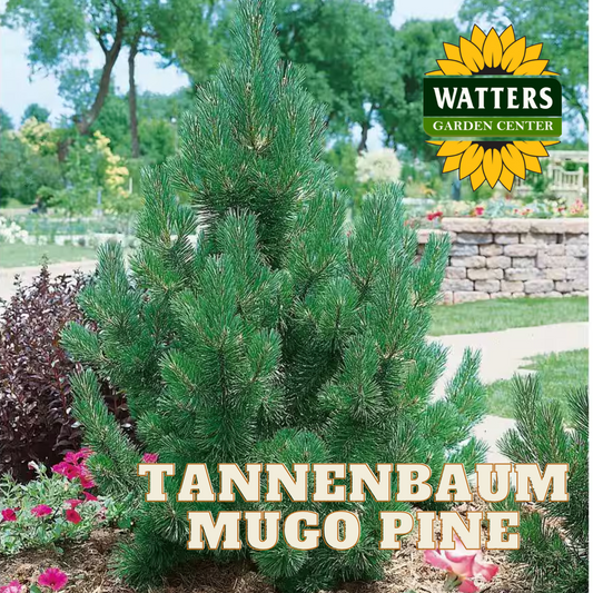TANNENBAUM MUGO PINE 5gal