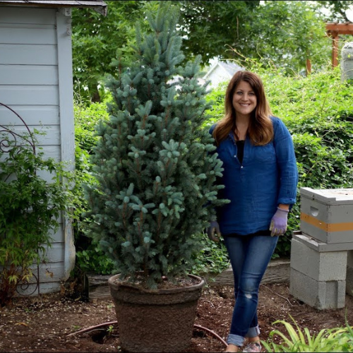 FASTIGIATA COLUMN SPRUCE 7gal