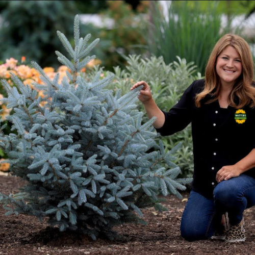 BABY BLUE SPRUCE TREE 15gal