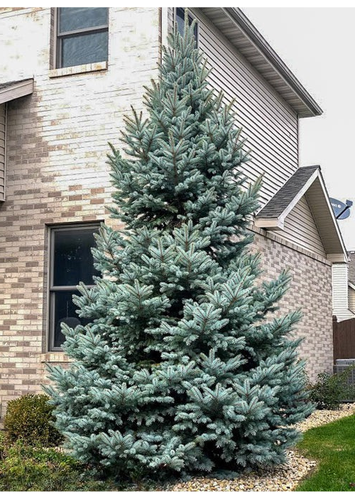 FAT ALBERT SPRUCE 10gal
