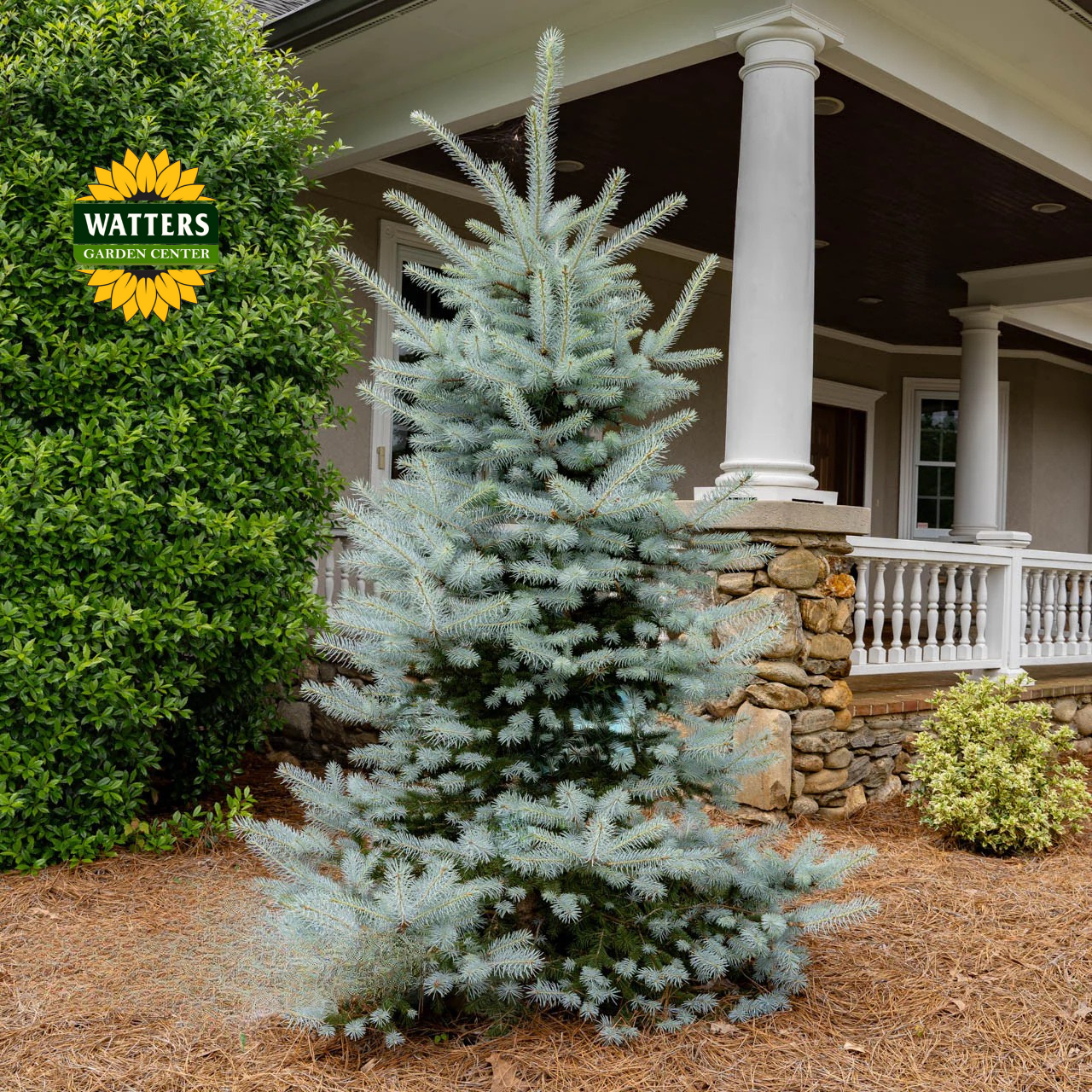 BABY BLUE SPRUCE TREE 15gal