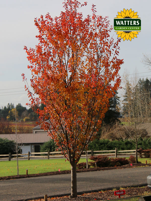 FIRST BLUSH FLOWERING CHERRY TREE 15gal