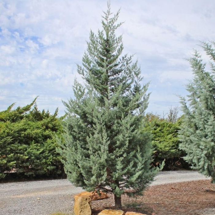 CRYSTAL FROST ARIZONA CYPRESS 10gal