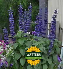 Mystic Salvia