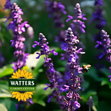Mystic Salvia