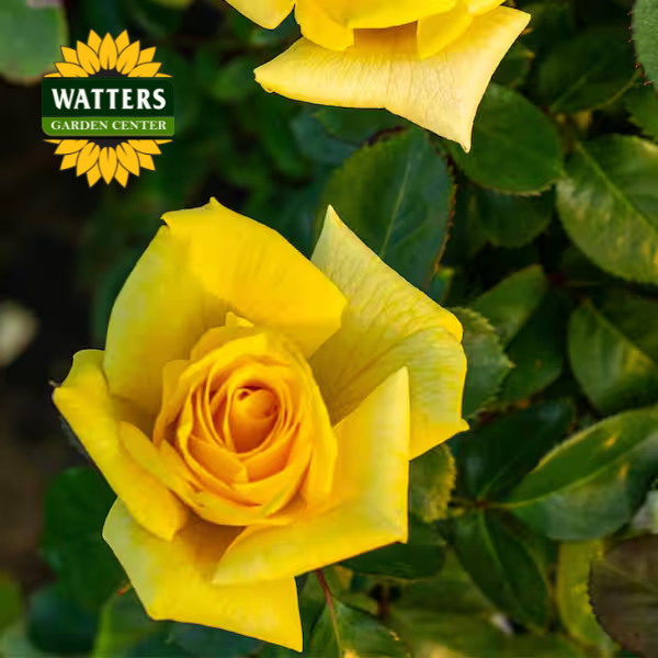 LEMONTINI ROSE
