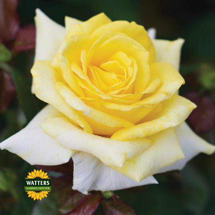 LEMONTINI ROSE