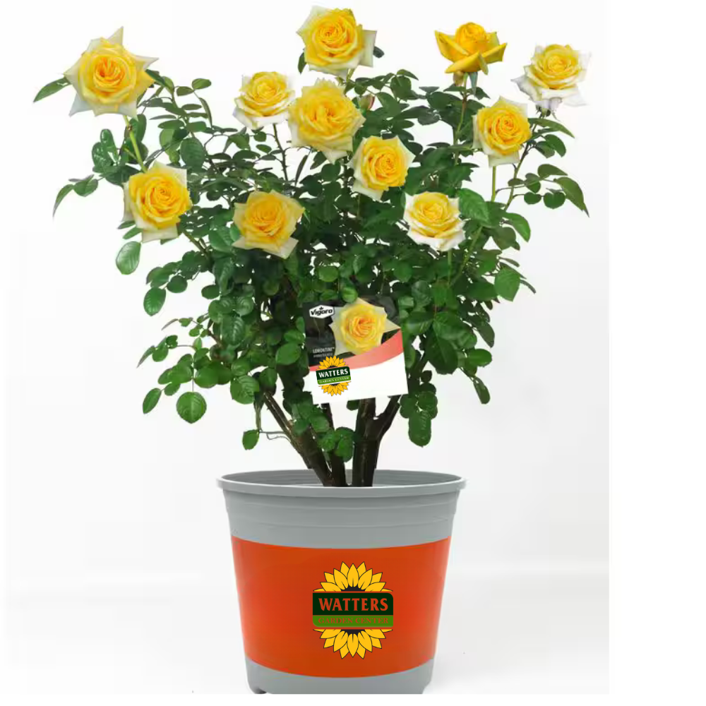 LEMONTINI ROSE