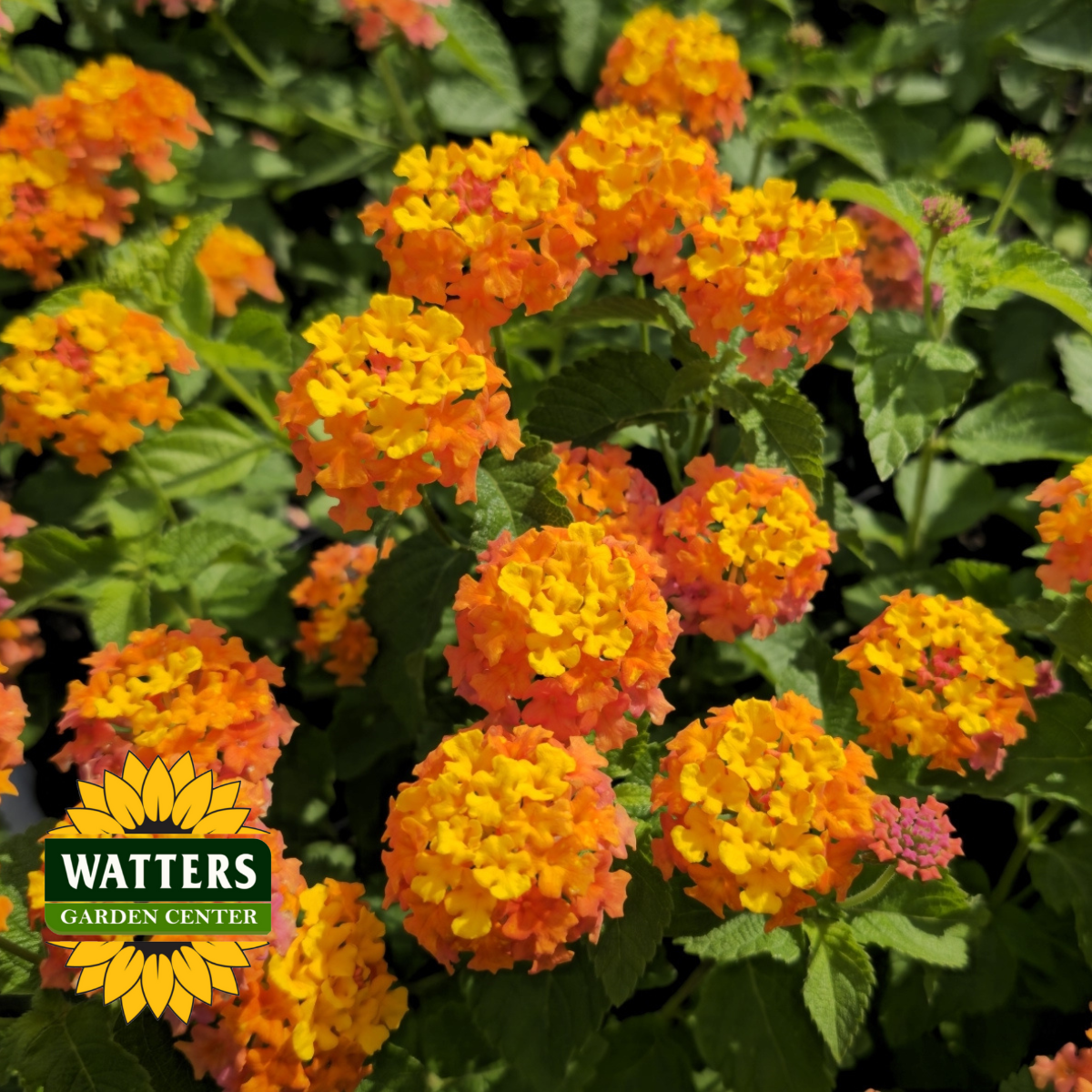 MISS HUFF LANTANA 2gal