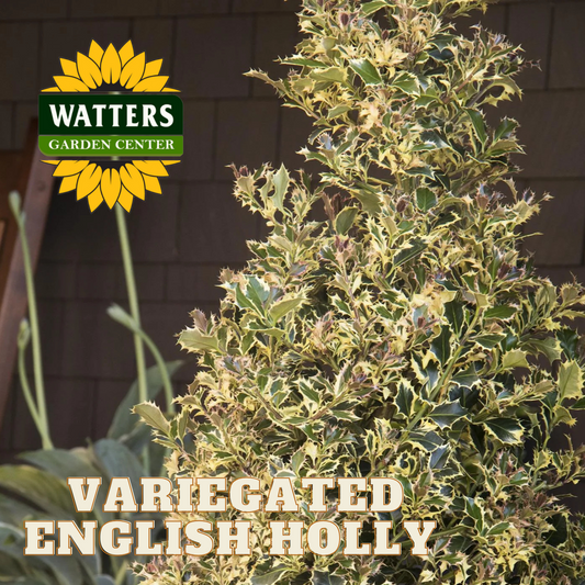 VARIEGATED ENGLISH HOLLY 5GAL