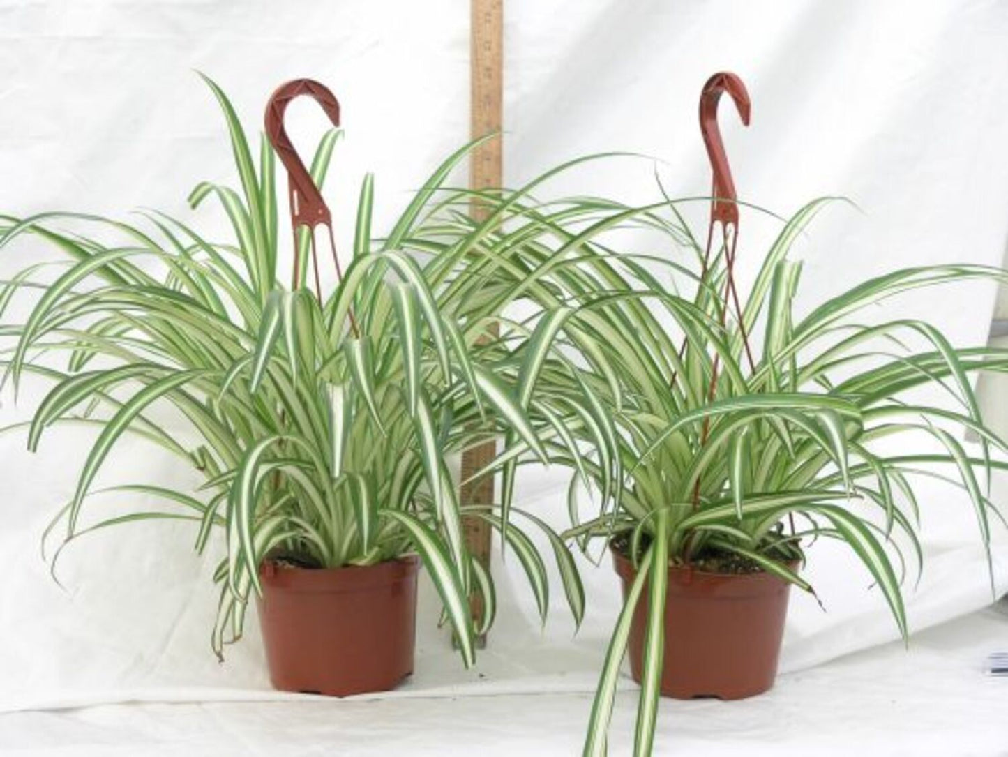 VARIEGATED SPIDER PLANT 6in